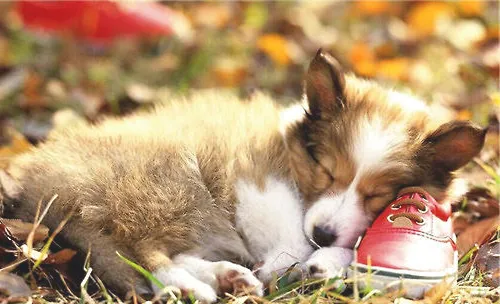 狗狗晚上咳嗽怎么办