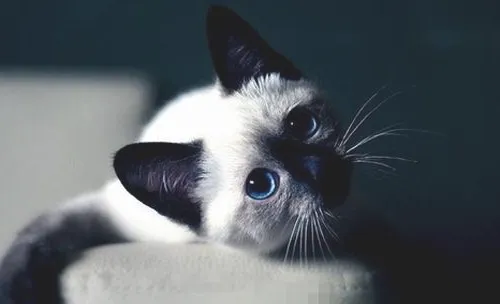 哪些症状说明猫咪异常分娩