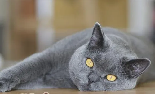 【测试】你是否真的会训练猫咪