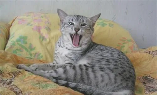 猫咪在秋天容易发生哪几种疾病