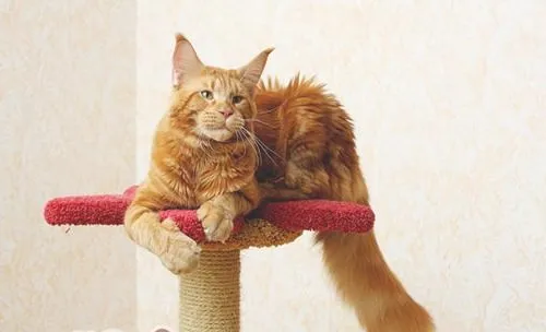 猫咪洗牙和牙齿日常护理须知