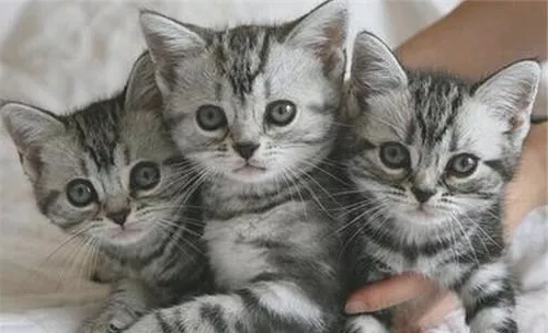 猫咪患肾衰竭的因素有哪些