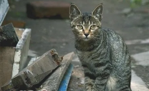 如何通过牙齿估算猫咪年龄