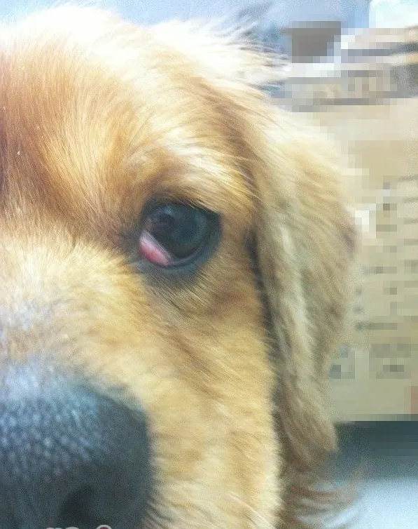 狗狗的“樱桃眼”该怎么办？