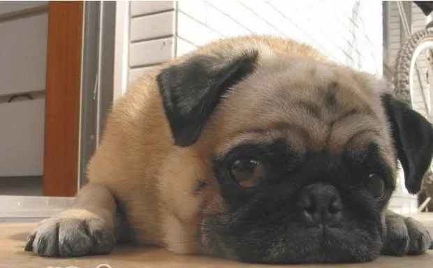 纠正八哥犬厌食毛病