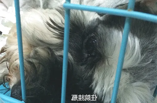 一例犬隐睾肿瘤的病例