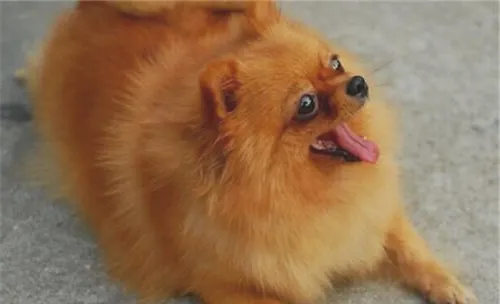 什么叫犬心丝虫病