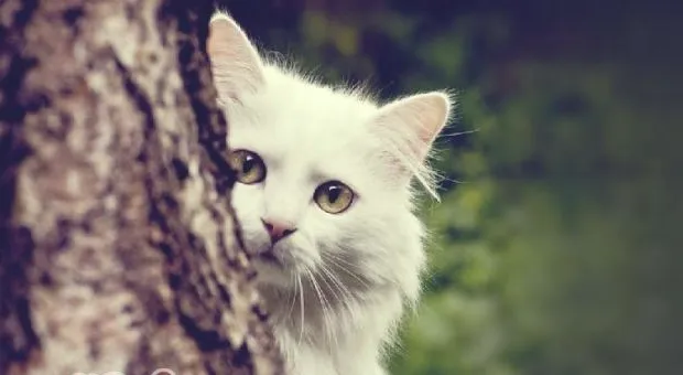 换食专业宠物猫粮的小方法