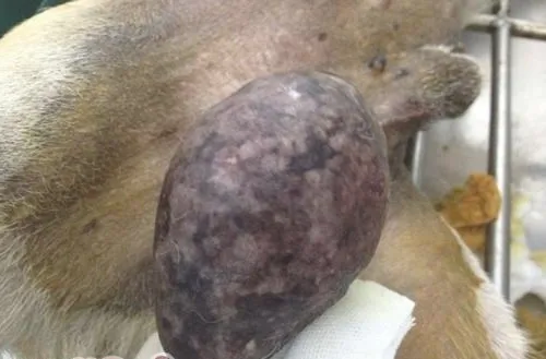 一例公犬睾丸肿瘤的启示