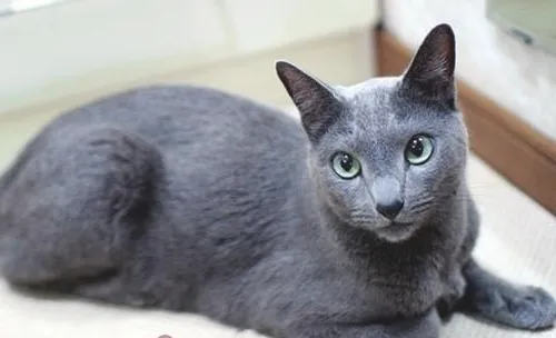科拉特猫的性格特点
