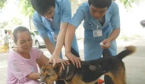 准妈妈也能接种狂犬疫苗了