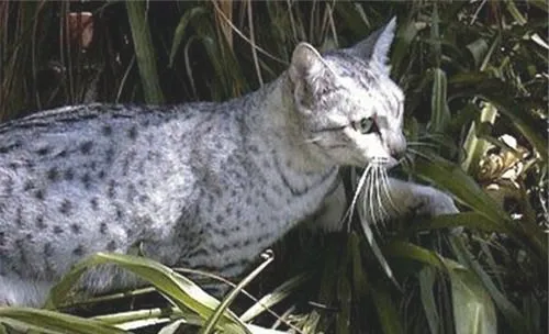 宠物猫寄生虫之耳螨