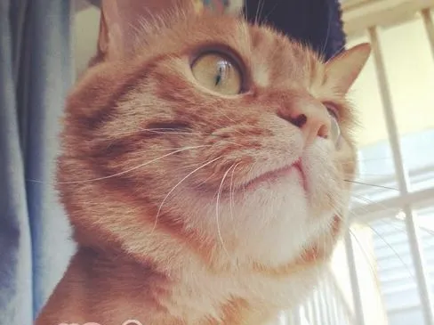 人类的钙片能给猫吃吗？