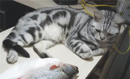 猫生病不吃东西怎么办？
