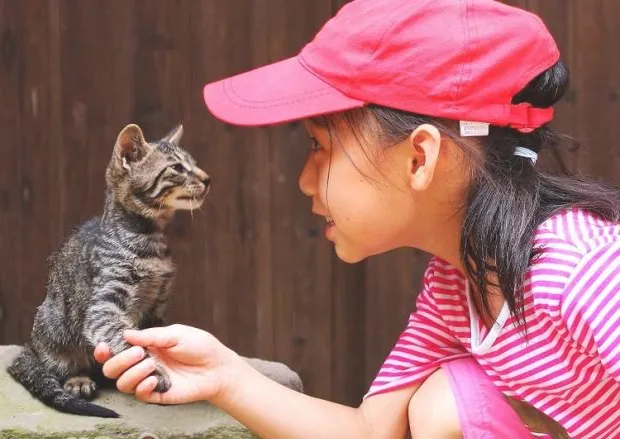 让猫咪学会握手不是不可能