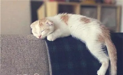 猫咪睡眠姿势大揭秘