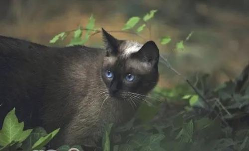 猫咪为什么会拱背炸毛