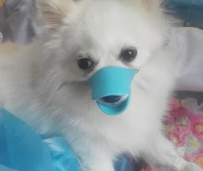 一例犬咬伤病例分析
