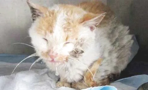 猫猫流口水的原因都有哪些？