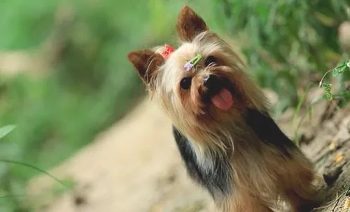 犬风湿症的病因分析