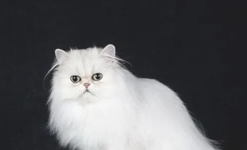 猫咪患丝虫病有哪些症状