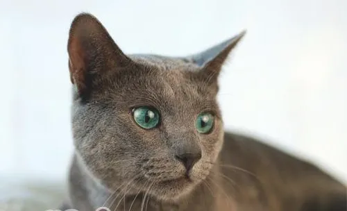 俄罗斯蓝猫的性格特点
