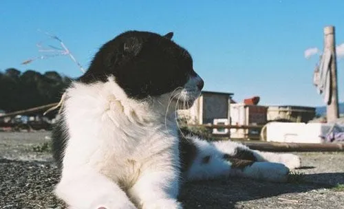 日本人的爱猫情结