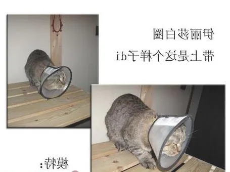 犬猫绝育手术前后注意事项