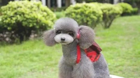 开家宠物医院需要什么？办哪些证件？