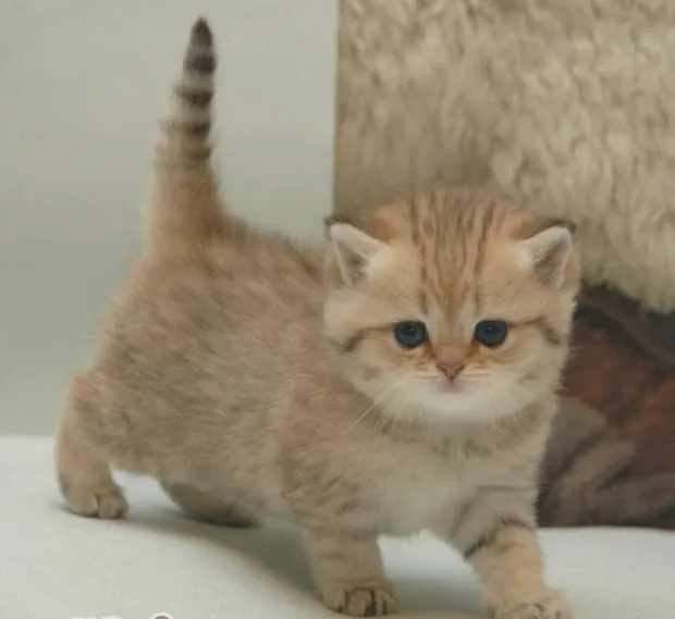训练猫咪优雅站立的方法