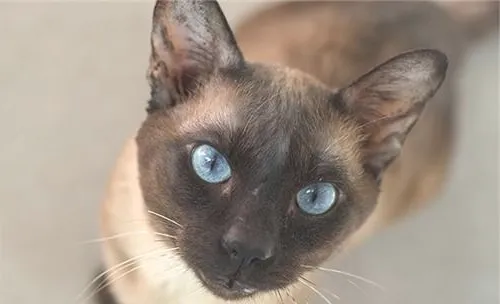 猫咪鼻炎的临床症状