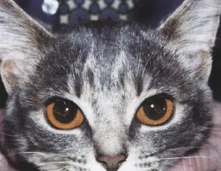 猫先天门静脉短路
