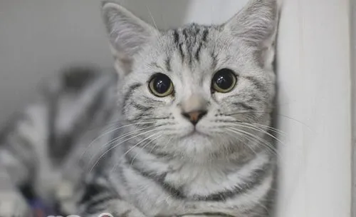如何训练猫不上床
