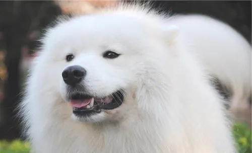 犬癫痫的临床症状