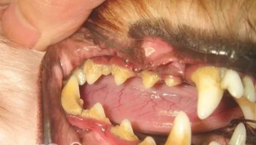引起狗狗牙龈炎的原因