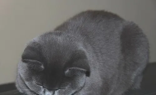 如何治疗猫钱癣