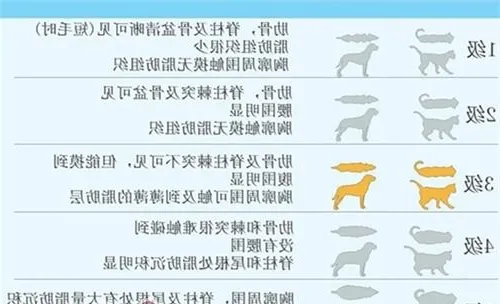 关于宠物的肥胖问题