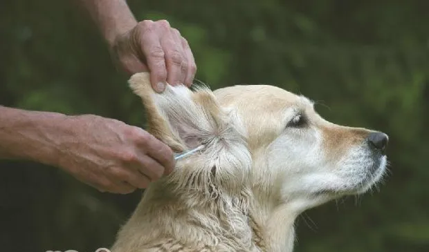 狗狗耳朵常见问题解析