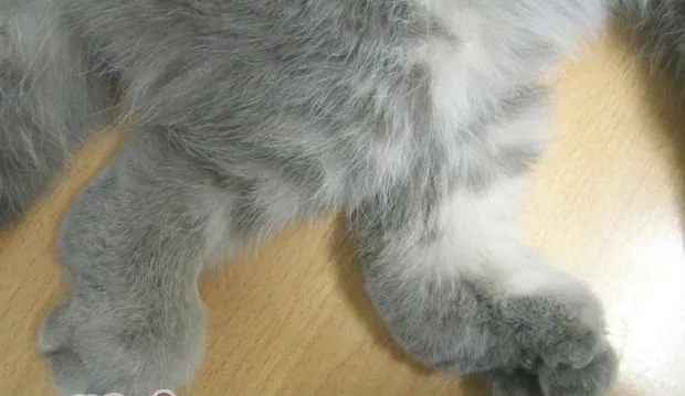 关于苏格兰折耳猫的骨软骨发育不良的知识