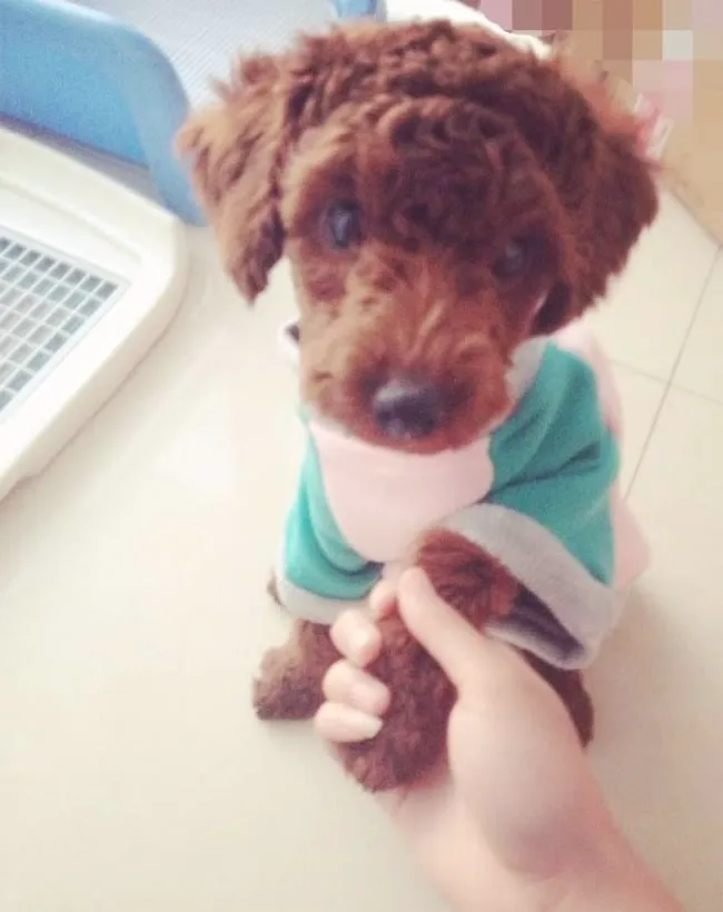 怎么教狗狗握手 狗狗握手训练
