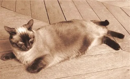 猫咪传染性腹膜炎的临床症状