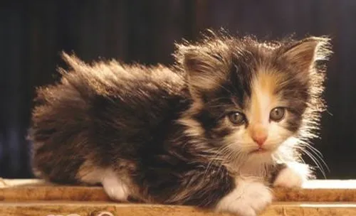 猫咪散养好不好