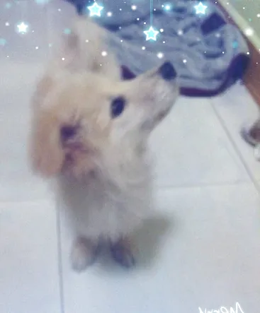 犬口腔溃疡的治疗