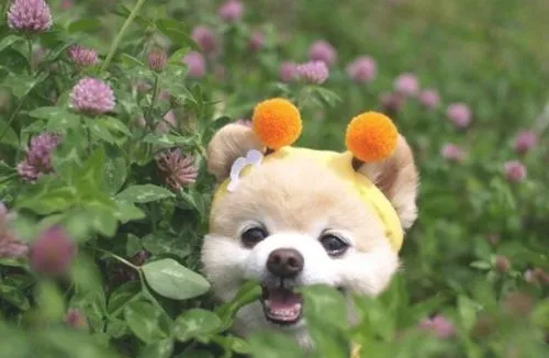 狗狗咳嗽 狗狗咳嗽怎么办