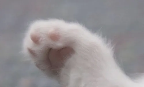 猫咪在什么样的情况下会伸爪子