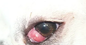 宠物犬第三眼睑突出症状和治疗方法