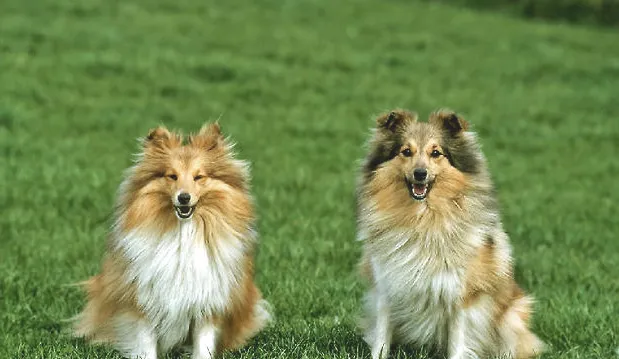 选购喜乐蒂牧羊犬技巧