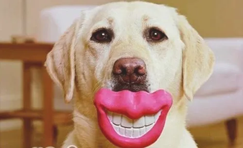 狗狗常见的口腔疾病有哪些