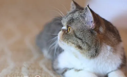 猫咪剃毛常见问题有哪些