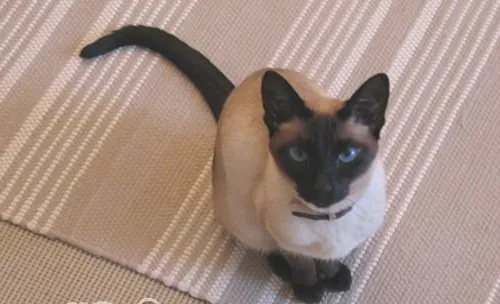 训练两只猫咪相处小妙招